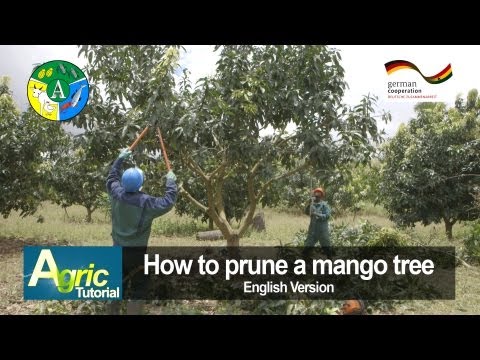 How to prune a mango tree (engl) How to prune a mango tree (engl)