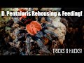 How to Build the PERFECT Enclosure for the Davus Pentaloris Dwarf Tarantula! | Rehousing & Feeding!