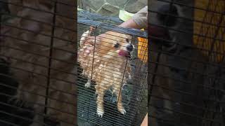 POMERANIAN CUTE DOG HAVING SHOWER WITH OWNER #shorts #shortsvideo #dog