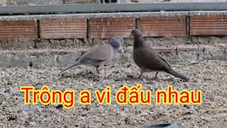 Cũng cuối năm rồi mình đi dạo quanh tổng đàn chim