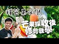 如何修剪採收後的芒果🥭 | 芒果修剪教學 剪壞整理很麻煩 | 芒果種植教學 | 紅龍兄有賣酪梨 | mango