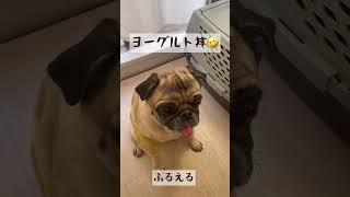 🐶朝ごはん待ちでふるえるパグ🤣