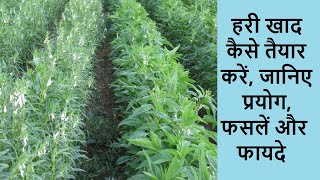 हरी खाद | Hari khad banane ki vidhi | Hari khad ke labh | Hari khad kaise banti hai | Green manure