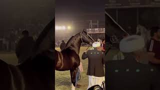 THE GREAT STALLION BADAL DHANTA SIRED ATISUNDAR #MARWARWARHORSE #HORSE #ROYALMARWARIHORSES #MOGASHOW