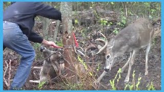 人間に助けを求めた動物たち😿🥰　Ep1