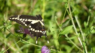 Giant Swallowtail Butterfly (Papilio cresphontes) - female