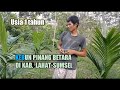 Mulai berkembang || Kebun pinang betara Usia 1 tahun di Kab. Lahat, Sumsel