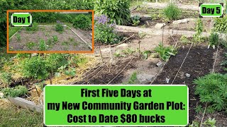 First Five Days at my New Community Garden Plot:  Cost to Date $80 bucks