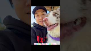 10ヶ月ボーダーコリーと行くRAMBER DOG FIELD💕#犬 #vlog #いぬのいる生活 #ドッグラン #ボーダーコリー #Bordercollie