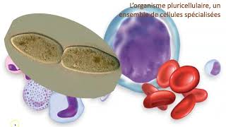 Organisme unicellulaire vs organisme pluricellulaire