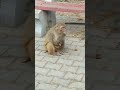 monkey the most hungry animal हमेशा भूखा रहने वाला जानवर बंदर