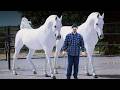 These Are 10 Most Expensive Horse Breeds