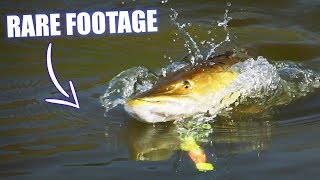 BEST PIKE ATTACKS - Surface Takes!