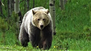 An intense encounter with several grizzly bears!