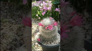 サボテン マミラリア属 8品種 (Mammillaria)