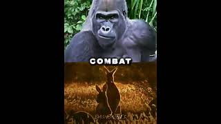 Silverback Gorilla vs Red Kangaroo #shorts #edit #gorilla #kangaroo