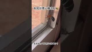 お尻が青い蜂