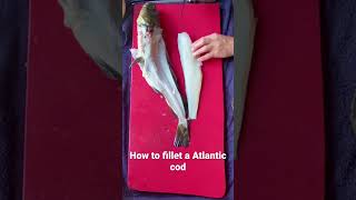 How to fillet an Atlantic cod #filleting #spearfishing #freediving #cod #fishing #fish