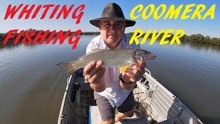 WHITING FISHING COOMERA RIVER 20TH SEPT 2024