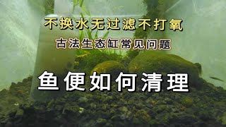 古法生态缸底部鱼便怎么清理？