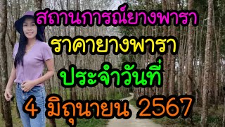 แจ้งข่าวชาวสวนยาง ราคายางพาราประจำวันที่ 4 มิถุนายน 2567