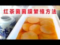 红茶菌康普茶菌膜的繁殖方法kombucha SCOBY reproduction method