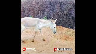 White Donkey Short Video || Donkey Sound