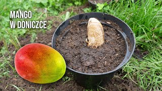 Sadzimy mango z pestki | Mango z pestki w doniczce