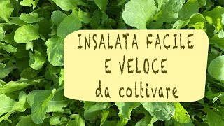 coltivare la RUCOLA nell'ORTO e in VASO - TUTTO L'ANNO