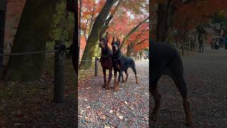 紅葉を見に行った黒色と茶色#ドーベルマン #dobie #dobermanpinschers #doberman #dobermann