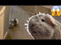 My Guinea Pig Tries To ESCAPE!!!