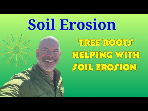Which roots prevent soil erosion?