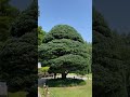 섬잣나무 ulleungdo white pine 오엽송 五针松 울릉도 특산식물 청남대