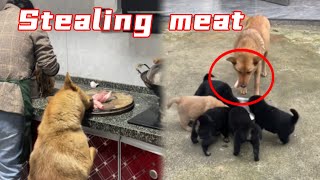 Da Huang secretly gave meat to the child when the owner wasn't paying attention #Smartdog#Realdog