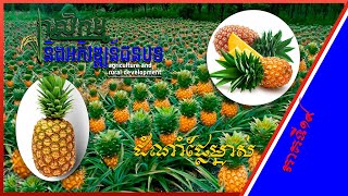 កសិកម្ម និងអភិវឌ្ឍន៍ជនបទ - Agriculture and Rural Development| ដំណាំម្នាស់ - Pineapple Fruit [EPS20]