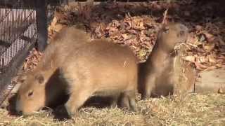 カピバラ　大宮公園小動物園　小春（コハル）日和