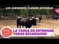 La difícil tarea de entrenar a 30 toros resabiados