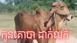 កូនគោបា ដាក់លក់ បើស្រឡាញ់អាចទាក់ទងបាន | Cow for sale video  -  Cow for sale low price