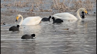 [4K]일월저수지 큰고니 | 겨울철새 그들이 사는 세상. 집앞에서 만나는 풍경. 수원수목원