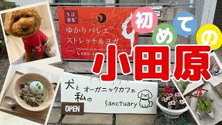 【小田原】わんちゃんとまったりオーガニックカフェ(No.491)