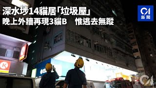 深水埗14貓居「垃圾屋」　晚上外牆再現3貓B　惟逃去無蹤｜01新聞｜突發｜深水埗｜貓｜垃圾屋｜愛協 #hongkongnews