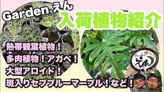 【観葉植物・多肉植物】2024.05.23 入荷ライブ　Gardenえん大阪