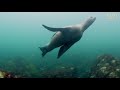 nature s perfect ambush predator the angel shark