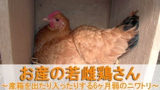 お産の若雌鶏さん～産箱を出たり入ったりする生後6ヶ月弱のニワトリ～