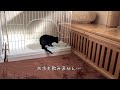 【片目のつぶれた黒猫 2】さくらが来た日