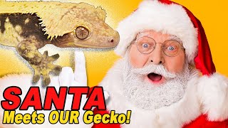 My Crested Gecko Meets Santa!