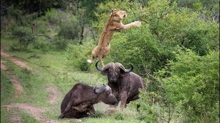 Buffalo Attacks Lion || Crazy Fight Buffalo vs  Lion Fight  | Big Fight Animals