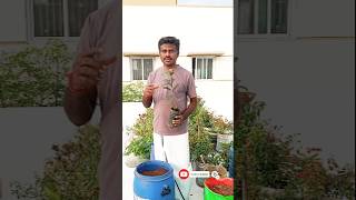 அரிய வகை பீட்ரூட் கொய்யா 🍈|| Diamond Guava!! || #trending #gardening #garden #farming #viji #guava