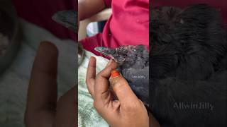 அடிபட்ட காக்கா குஞ்சு😥🐦‍⬛ Baby Crow Rescue #allwinjilly #nature #shortsvideo #tamilshorts #birds