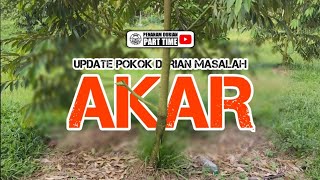 Update Pokok Durian Masalah Akar